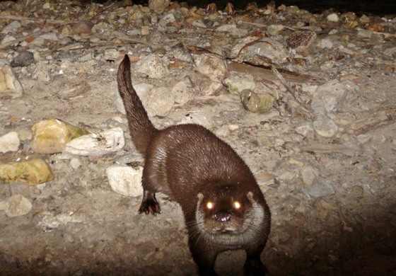 Scoperta straordinaria nel cuore di Castel di Sangro: una coppia di lontre avvistata nel fiume Zittola