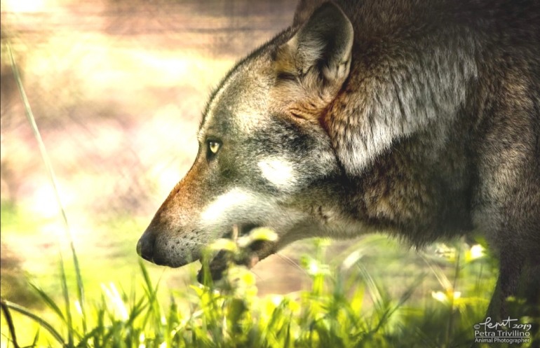 Parco Majella, ridotti i tempi di pagamento degli indennizzi per gli allevatori