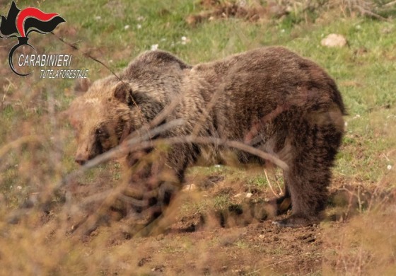 Orsa Amarena, i Carabinieri Forestali sorvegliano le aree dove è stata avvistata con i suoi cuccioli