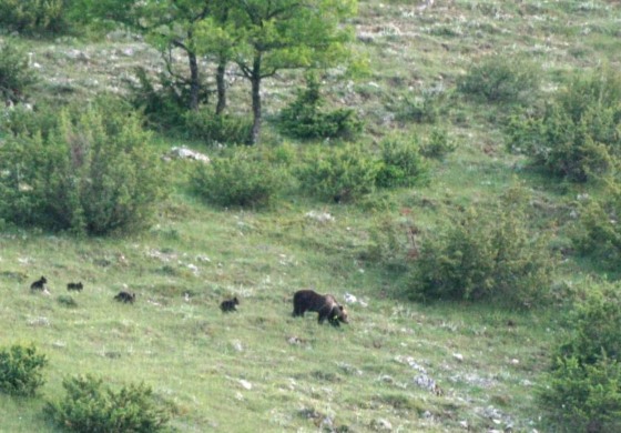 Ateleta: l'Orsa Peppina torna a far danni, bottino 10 arnie e 30 galline