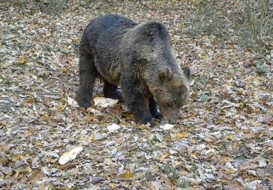 Condannato a risarcire il Pnalm l'uomo che uccise l'orso nel 2014