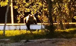 Orso bruno marsicano a spasso per le strade di Carovilli