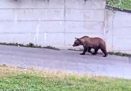 Orso a Pescocostanzo: video virale scatena indignazione e controlli