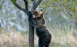 Orso marsicano, pubblicato dal Pnalm il periodico dedicato alle attività di ricerca, monitoraggio, tutela, educazione e conservazione