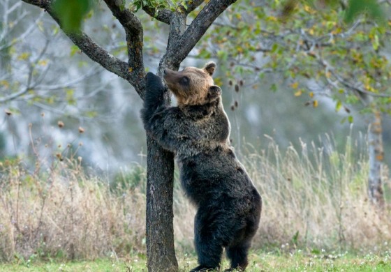 Orso bruno marsicano,WWF cerca volontari per attività di tutela in Abruzzo