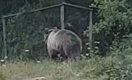 Automobilista avvista l'orso a Civitella Alfedena