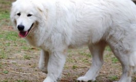 Capracotta, domani il primo raduno amatoriale del pastore abruzzese