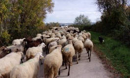 Brucellosi ovicaprina: Provincia dell'Aquila esente da malattia, garantita la salute pubblica