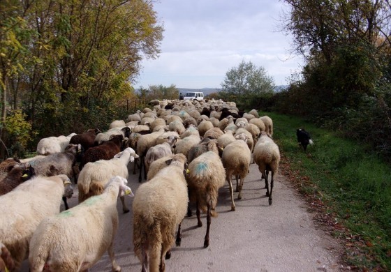 Brucellosi ovicaprina: Provincia dell'Aquila esente da malattia, garantita la salute pubblica