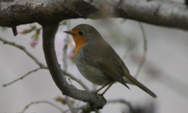 Abruzzo stretto nella morsa del gelo, Wwf: "Aiutiamo la fauna in difficoltà"