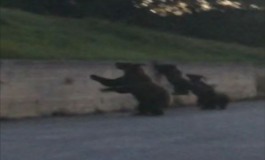 Mamma orsa e tre cuccioli a spasso tra Alto Sangro e Alto Molise (video)