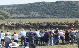 Il cavallo pentro di Montenero Valcocchiara, Re indiscusso della natura molisana