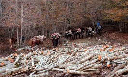 Opi, a Val Fondillo la festa dei lavoratori del bosco