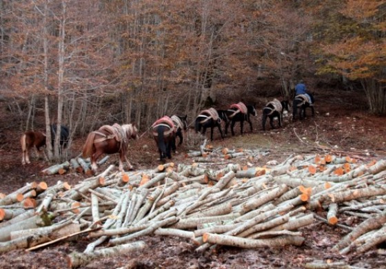 Opi, a Val Fondillo la festa dei lavoratori del bosco