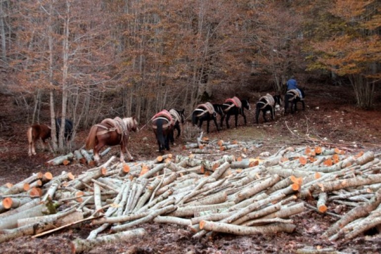 Opi, a Val Fondillo la festa dei lavoratori del bosco