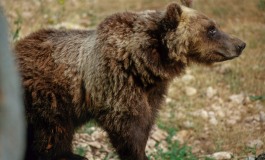 Pescasseroli, muore l'orsa Yoga: era l'icona del centro visite del Parco d'Abruzzo, Lazio e Molise